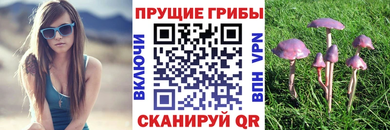 цены наркотик  дарк нет формула  Галлюциногенные грибы Psilocybe  Сальск 